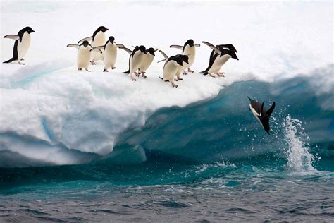 Adelie Penguin Pictures