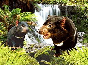 Tassie Devil - The 3D Factory