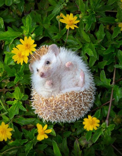 215 Cute Hedgehog Names for Your Prickly Potato - PetMag