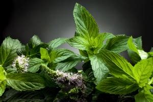 Benefits of Mint leaves