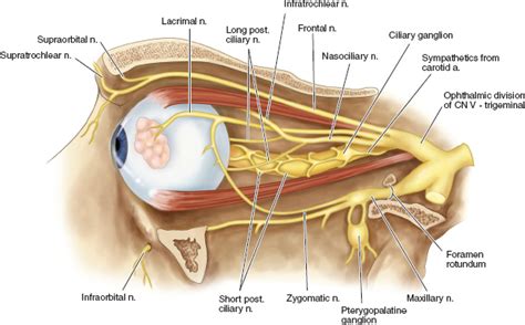 7 Oculoplastics and Orbital Disease | Ento Key