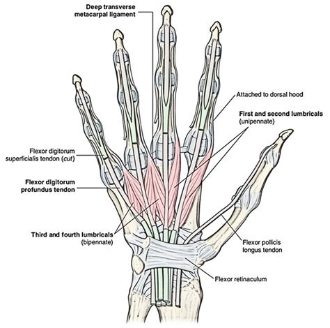 Lumbricals (Hand and Foot) – Earth's Lab