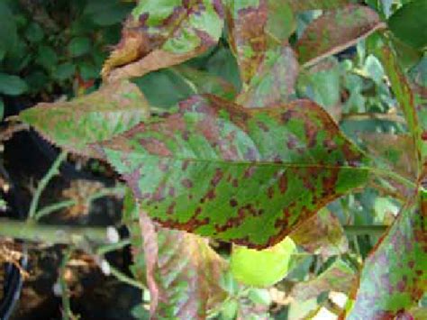 Symptoms of botrytis blight Credits: Hank Dankers, University of Florida | Download Scientific ...