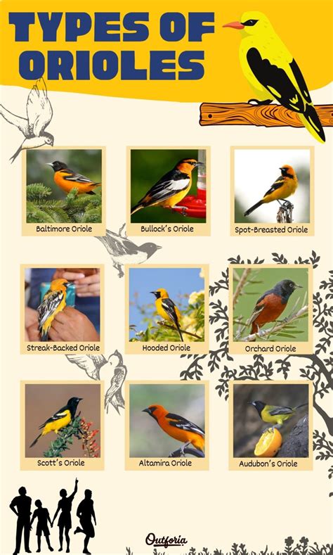 9 Types of Orioles in North America: ID Guide with Facts, Chart and ...