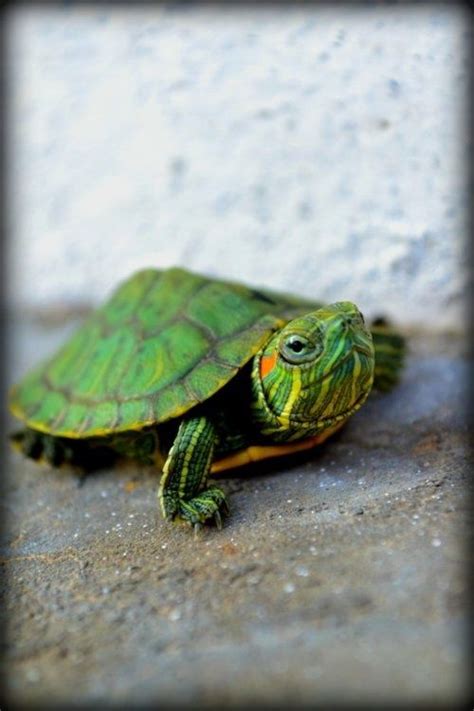 baby | Pet turtle care, Turtle care, Pet turtle