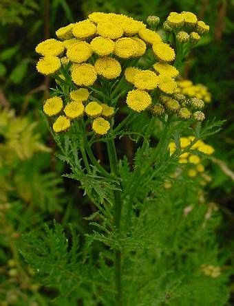 Tansy - Medicinal Herb Info