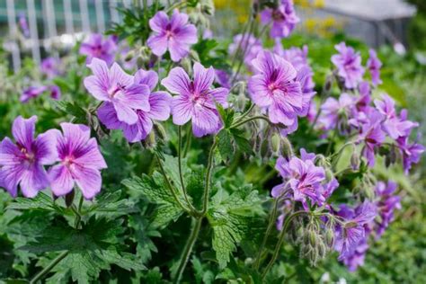 Hardy Geraniums | DIY