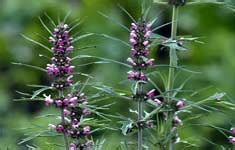 Motherwort Benefits, Uses, Dosage & Side Effects