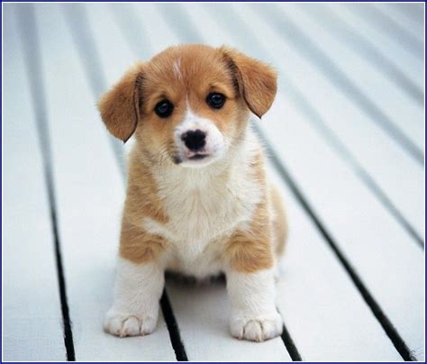 Small White Dog With Brown Spots | Cute animals, Cute baby animals, Puppies