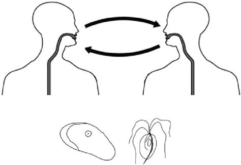 Microphoto of Trichomonas tenax | Download Scientific Diagram