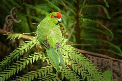 Kakariki Parakeet – All About - World Parrot Refuge