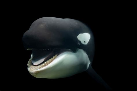 Orca (Killer Whale) – Orcinus orca | The World of Animals