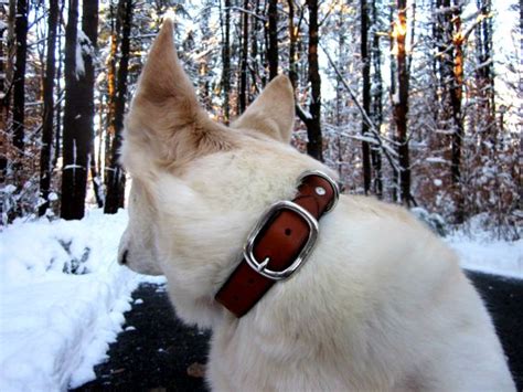 Buy Hand Crafted Custom Tan Leather Dog Collar 1, made to order from The Leather Smithy ...