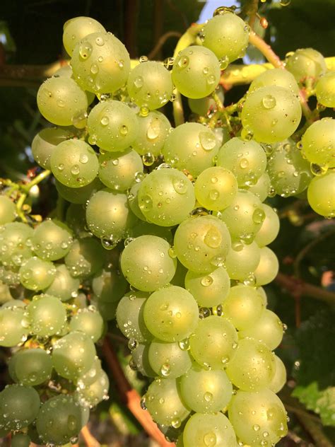 Chardonnay wine grapes, my first entry into Stokesley Show. : r/gardening