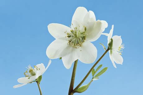 44 Lenten roses Stock Pictures, Editorial Images and Stock Photos ...