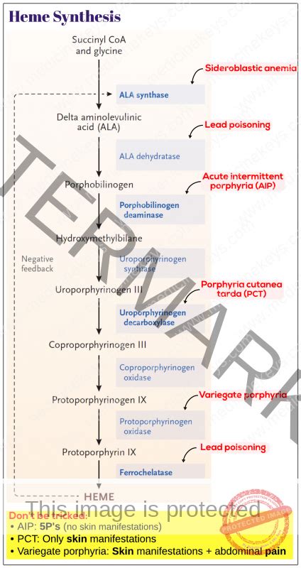 Heme synthesis - Medicine Keys for MRCPs