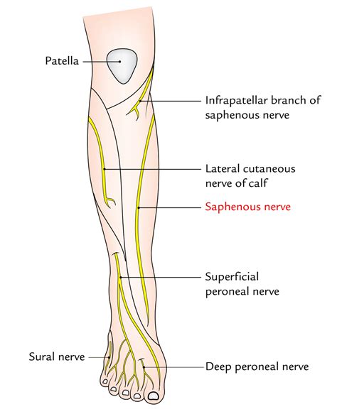 Easy Notes On 【Saphenous Nerve】Learn in Just 4 Minutes! – Earth's Lab