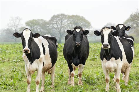 Four Holstein Friesian Cows Standing In by Tbradford