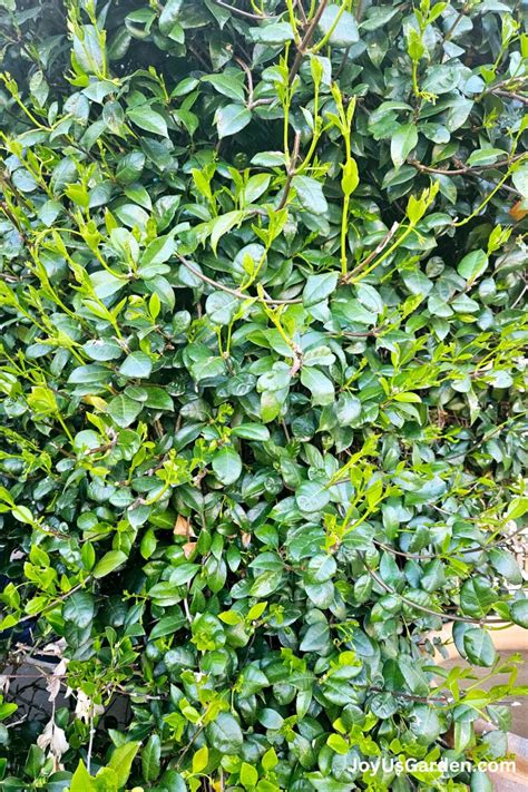 Pruning Star Jasmine: When and How To Do It