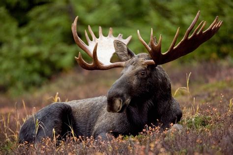 Canadian Wildlife: What You Need To Know - Backcountry Canada Travel