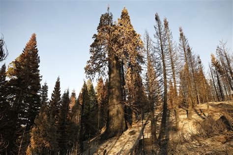 Hundreds of giant sequoias killed by California's Castle fire - Los ...