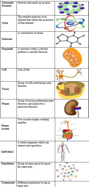 Levels of Biological Organization