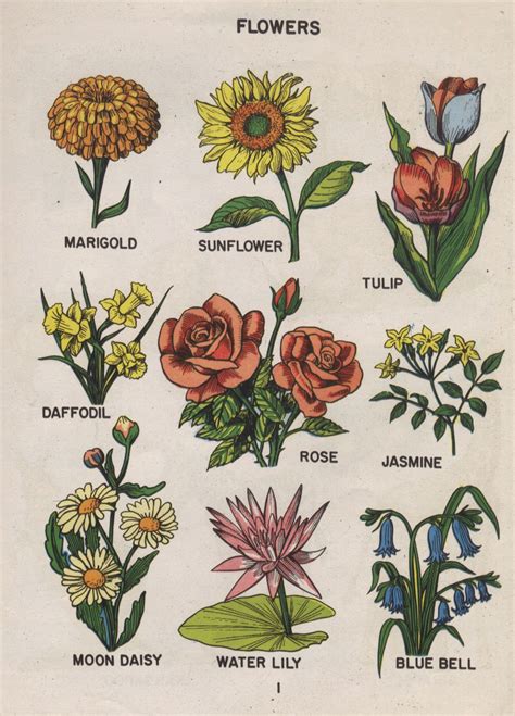 Le cabinet de curiosités du Prof. ZONGOH | Flower drawing, Plant ...