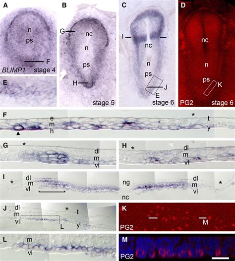 BLIMP1 expression in gastrulation and neurulation stages (stages 4 to ...