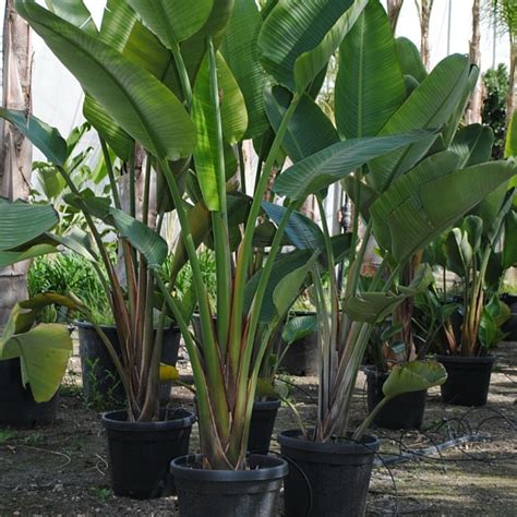 Strelitzia Augusta - Viveros Iris en Elche (Alicante)