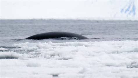 Bowhead Whale Breaching The Water Of The Arctic Ocean. Stock Footage Video 5046647 - Shutterstock