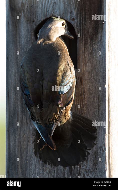 Nesting Hen Wood Duck Stock Photo - Alamy