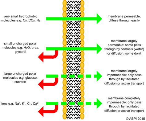 Facilitated Diffusion Animation