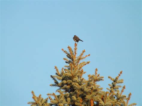 Bird,tree,top,sky,bird on a tree top - free image from needpix.com