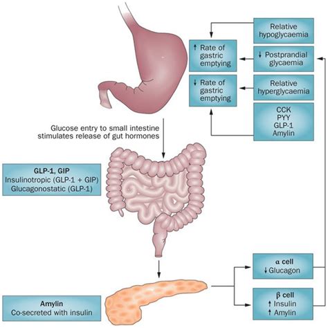 Diabetic Gastroparesis: Principles and Current Trends in Management ...