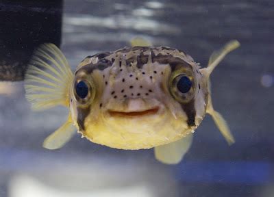 Fish Index: Porcupine Puffer (Diodon holocanthus)