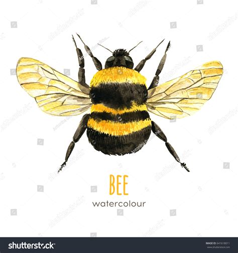 Bee Watercolor Stock Illustration 641618011 | Shutterstock