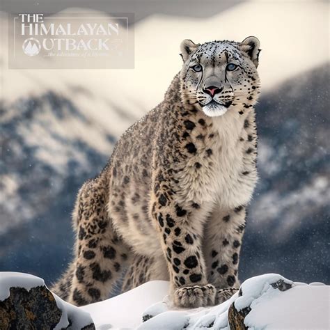 The Elusive Snow Leopard In Spiti Valley- Himalayan OutBack