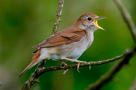 Celebrating nightingales - BirdGuides | Beautiful birds, Nightingale ...