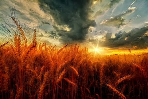 Download Sunset Field Cloud Nature Wheat HD Wallpaper