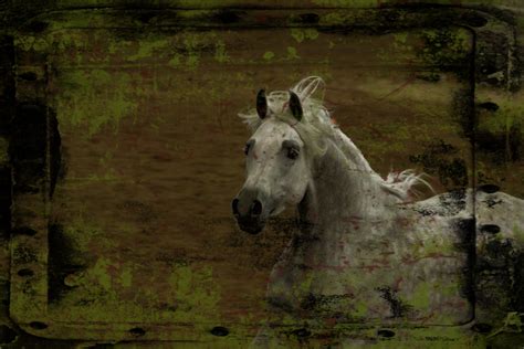 Photography Fine Art - Horse - 11x14 Canvas $120 www.roseerato.com ...