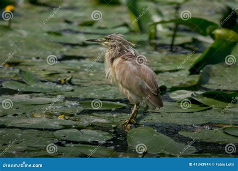 Squacco Heron stock photo. Image of wild, ralloides, bill - 41343944