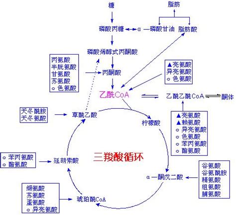 CHO细胞培养中乳酸产物的产生机理及影响_生物器材网