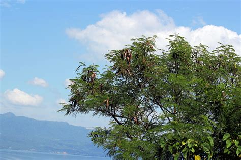 Leucaena leucocephala,ipil ipil tree,ipil ipil seed,fruits,brown long fruits - free image from ...