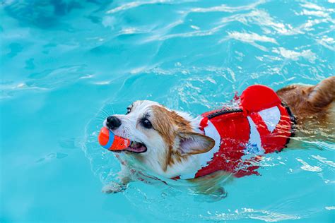 The Benefits of Dog Swimming and Water Safety Tips - Berthoud Animal Hospital