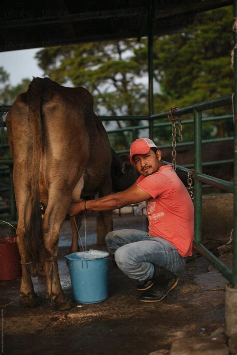 "Farmer Milking Dairy Cows At Sunrise" by Stocksy Contributor "Rob And Julia Campbell" - Stocksy