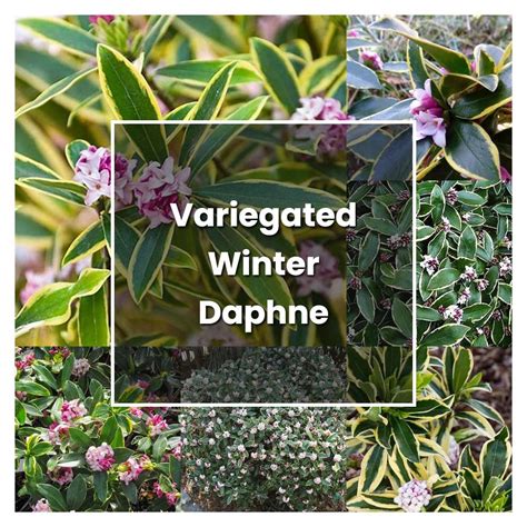 How to Grow Variegated Winter Daphne - Plant Care & Tips | NorwichGardener