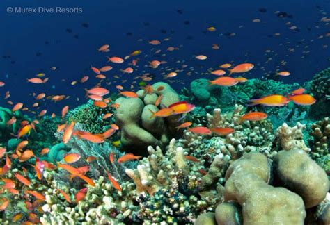 Bunaken Marine Park - Top Diving Destination