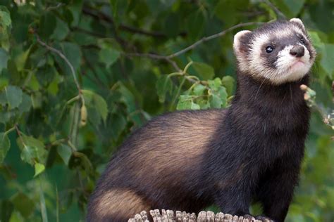 Image result for european polecat | European polecat, Mammals, Critter