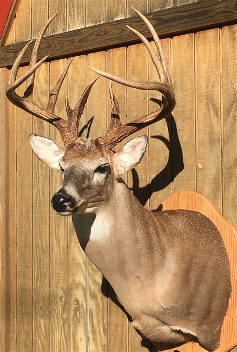 Biggest buck youve shot | Kentucky Hunting