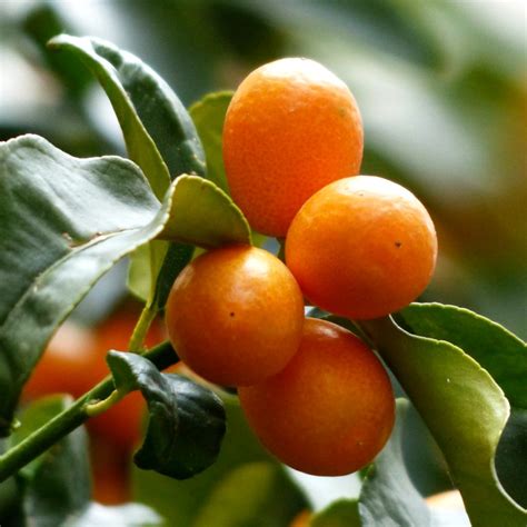 Kumquat - care, repotting, watering, & how to deal with pests and disease